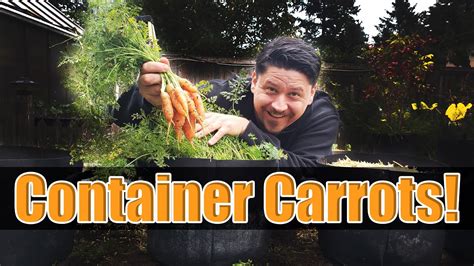 How To Grow Carrots In Containers The Definitive Guide Youtube