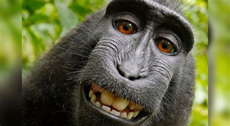 La Larga Batalla Legal Por El Selfie Del Mono Termina Con Un Acuerdo