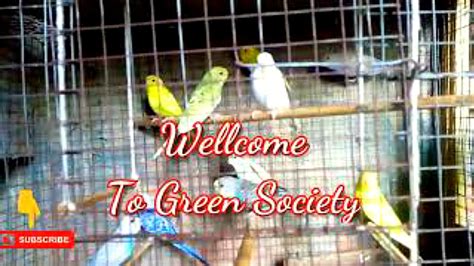 Happy Budgies Budgerigar Sounds To Play Your Parakeets Green