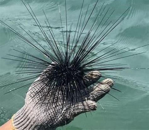 Sea Urchin Diadema Setosum Download Scientific Diagram