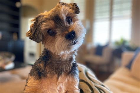 What's A Morkie Poo? Everything About This Hip Designer Breed
