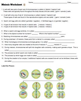 The nuclear envelope begins to break down, and the chromosomes condense. Meiosis Worksheet (Key) by Biologycorner | Teachers Pay ...
