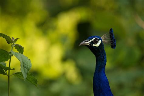 Peacock Photo By Vasudevan Mogan — National Geographic Your Shot
