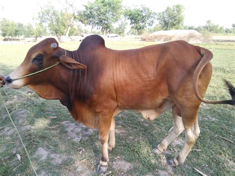 Sahiwal Nasal Bull Pakistans First Online Maweshi Mandi