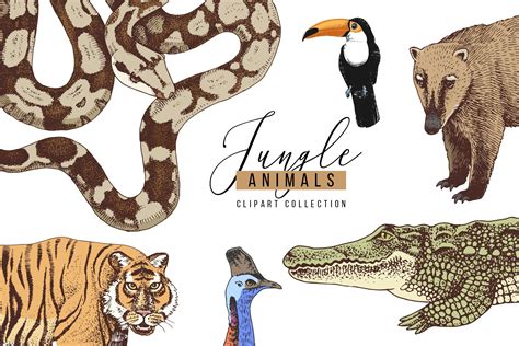 Hand Drawn Jungle Animals Collection Animal Illustrations ~ Creative