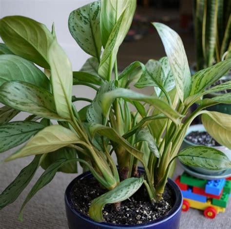 New plantlets also grow straight from. Aglaonema modestum | How to Grow Green-for-ten-thousand-years