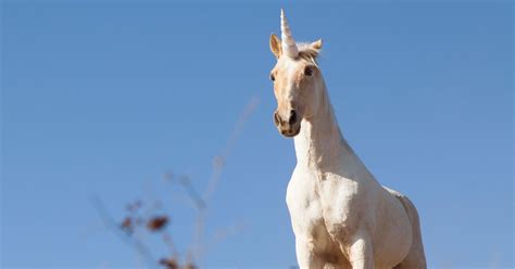 Fake Unicorns Are Running Over The Venture Capital Industry