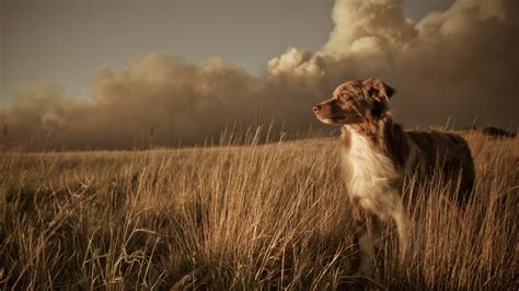 Animal Dog In Dry Grass Hd Wallpapers