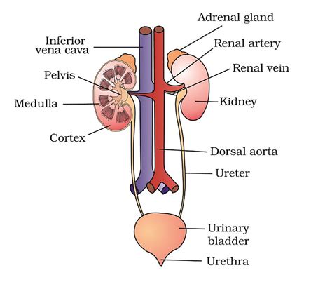 What is the name of the first section of the nephron? Excretory System: Functions, Organs, Structure and Facts ...
