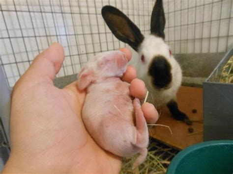 How To Care For Newborn Rabbits With A Mother Domestic Baby Bunnies