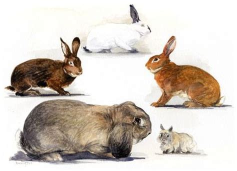 Collection de dessins de lapins à colorier pour pâques. Pour changer ... ! - DESSINS & LOULOU