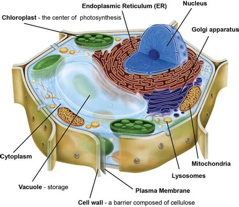 What Does A Plant Cell Look Like Plant Ideas