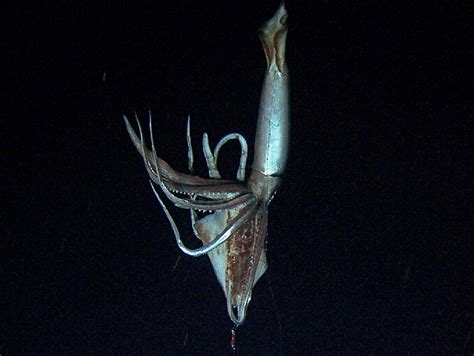 First Stills Of The Giant Squid Deep Sea News