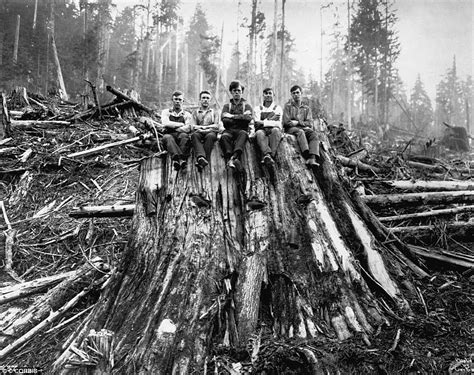 1800 S Logging Photos