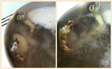 This process, used primarily in making red wine, involves steeping grape skins and solids in wine after fermentation, when alcohol acts as a solvent to. Bags of Bone: Defleshing Stage Two - Hot Water Maceration