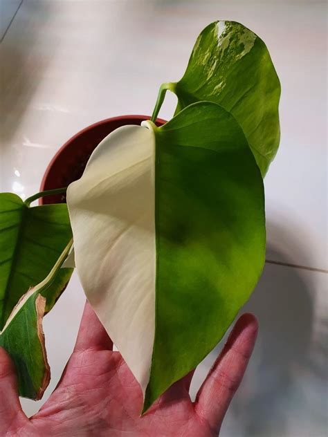 Variegated monstera borsigiana albo cutting, rare aroid, albo variegata, rare houseplants, monstera albo, variegated albo, monstera plant mardeecollections 5 out of 5 stars (32) Variegated Monstera Borsigiana Albo Half Moon, Gardening ...