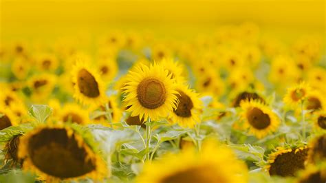 Download Wallpaper 2560x1440 Sunflowers Flowers Field Plant Yellow