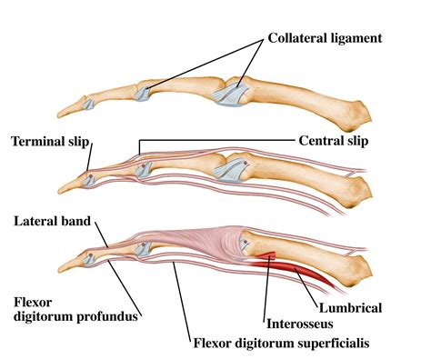 Collateral Ligaments And Extensor Hood Lateral Hand Therapy Hand
