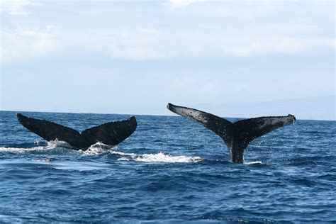 Humpback Whales Use Size As Measure For Mating The New York Times