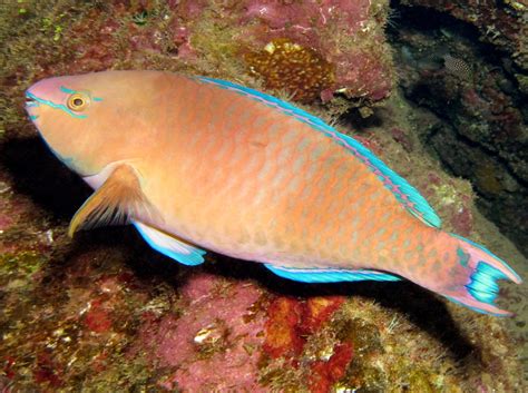 Regal Parrotfish Scarus Dubius Lanai Hawaii Photo 3 Tropical Reefs