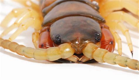 Centipedes Have Borrowed Proteins In Their Venom From Bacteria And