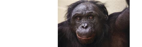 What Can Bonobos Teach Us About The Nature Of Language Science Smithsonian Magazine