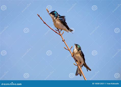 Cute Tree Swallow Birds Couple Mating Close Up Portrait In Spring Stock Image Image Of Feather