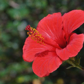 A butterfly is a social and active animal, as it wanders from flower to flower, trying to find nectar to. Flowers that symbolize Youth | A to Z Flowers