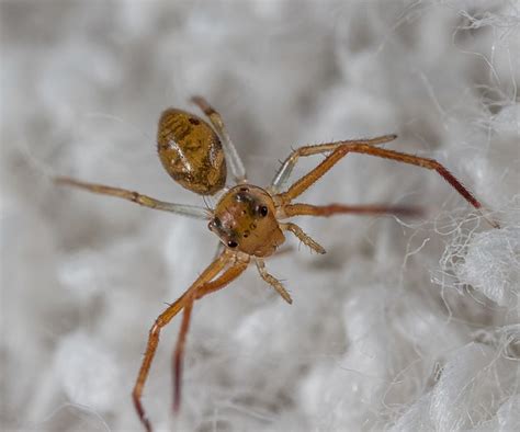 15 Spiders That Look Like Ants But They Arent Own Yard Life