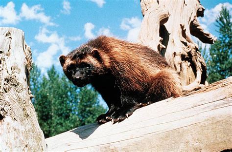 Groups Sue To Protect Wolverines New West