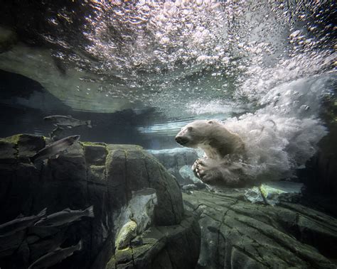 Polar Bear Dies Unexpectedly At Seaworld In San Diego Metro News