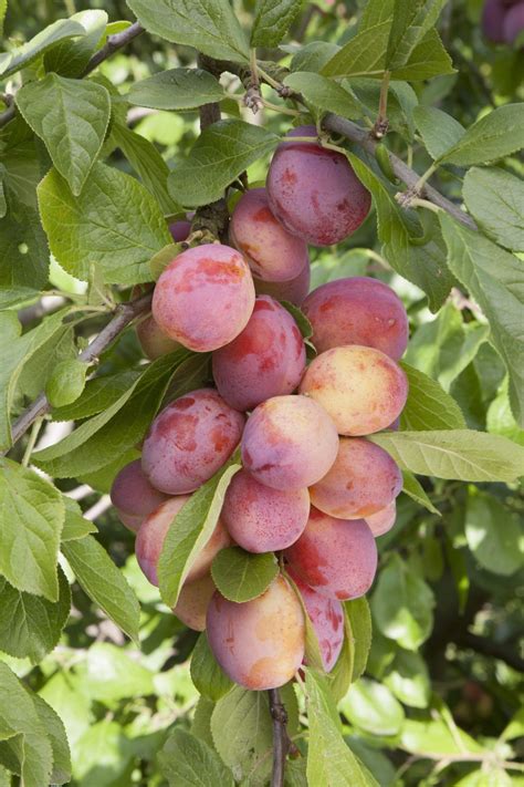 Top 5 Fruit Trees Fruit Trees Uk Fruit Garden Growing Fruit Trees