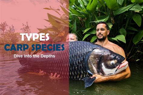 13 Types Of Carp A Comprehensive Guide To Carp Species Fishing