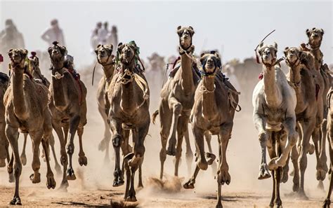 Así Son Las Carreras De Camellos En Egipto 16092020 Sputnik Mundo