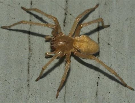This yellow and black spider might be big, but it shouldn't be feared. Brown spider - Cheiracanthium mildei - BugGuide.Net