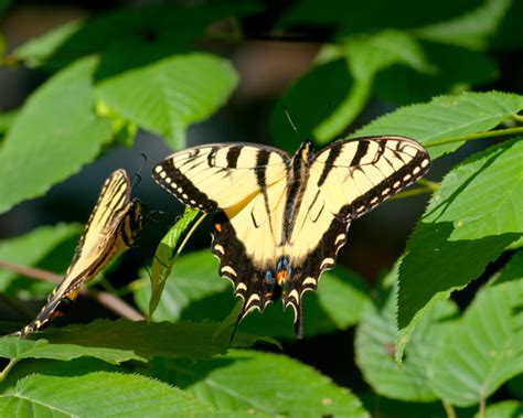 Eastern Tiger Swallowtails Papilio Glaucus Bugguide Net