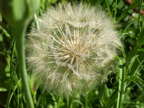 One Huge Dandelion Type Flower Officially Known As Salsify It S A Weed