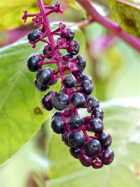 Phytolacca Americana Pokeweed Red Ink Plant Inkberry Information