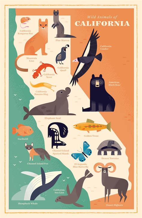 Check Out This Behance Project Wild Animals Of California