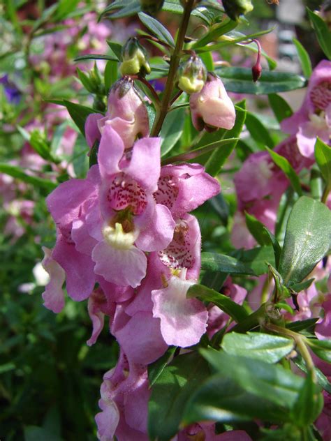 Angelonia Plant How To Grow And Care For The Annual Beauty