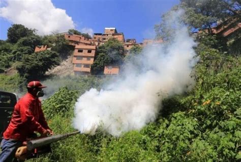 Sociedad Venezolana de Infectología alerta repunte de dengue en el país