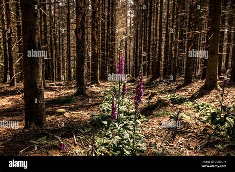 El Bosque Se Diebora En El Sauerland Bosques Enteros De Piceas Cerca De Luedenscheid En La