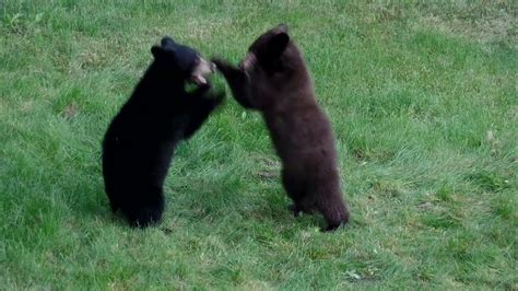 Bear Cub Wrestling 4 Youtube