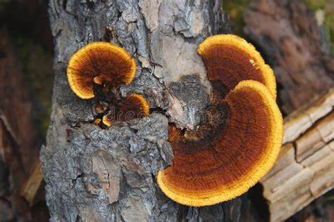 Bright Orange Wood Mushrooms Stock Image Image Of Wood Plants 33235773