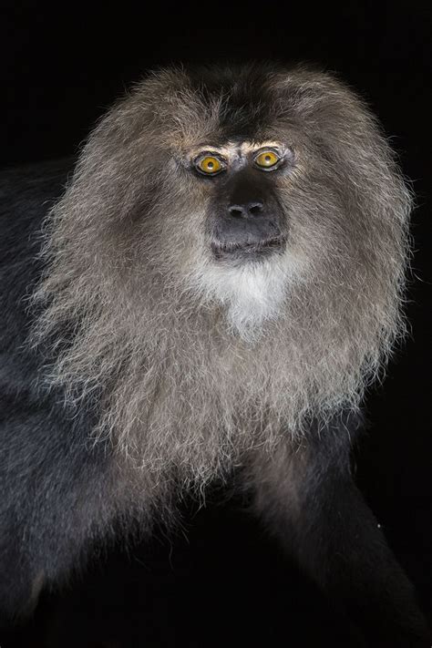 The Lion Tailed Macaque Is One Of The Smallest And Most Endangered