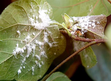 What are these little white bugs in soil? How To Get Rid Of Mealybug On Houseplants | WallyGro