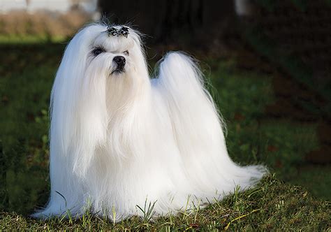 Maltese Dog Breed Info Petfinder Atelier Yuwaciaojp