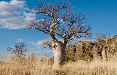 African Savanna Baobab Tree