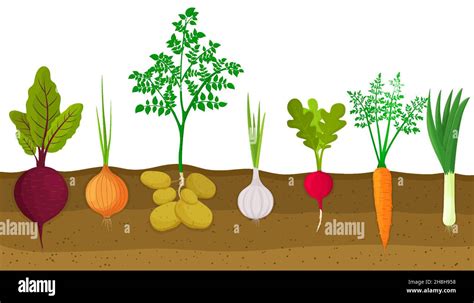 Potatoes Plants Stock Vector Images Alamy