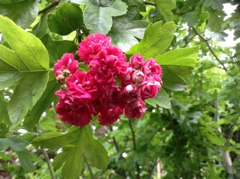 Maybe you would like to learn more about one of these? Crataegus Pauls Scarlet - Dobbelt Rødtjørn - Duelunds planter